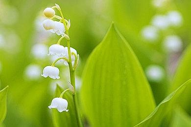 《龙之信条2》新角色和怪物介绍 乌利卡琥珀焰龙巫妖等